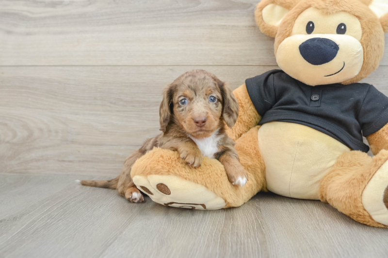 Meet Dua - our Dachshund Puppy Photo 1/3 - Lone Star Pups