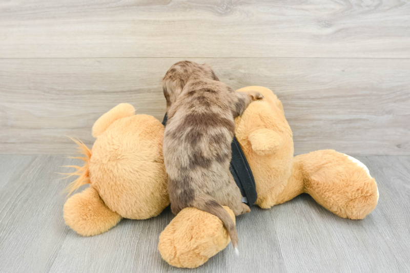 Meet Dua - our Dachshund Puppy Photo 2/3 - Lone Star Pups