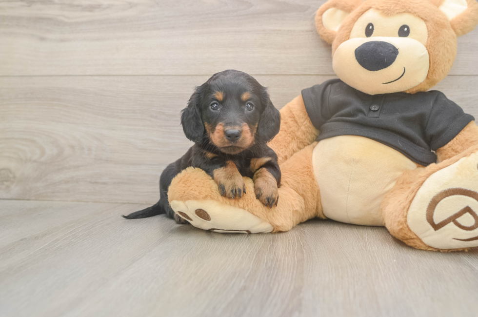 5 week old Dachshund Puppy For Sale - Lone Star Pups