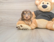 6 week old Dachshund Puppy For Sale - Lone Star Pups