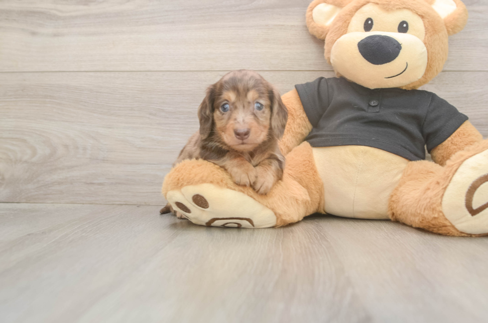 5 week old Dachshund Puppy For Sale - Lone Star Pups