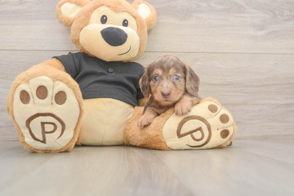 Dachshund Puppy for Adoption