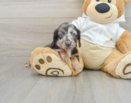 7 week old Dachshund Puppy For Sale - Lone Star Pups