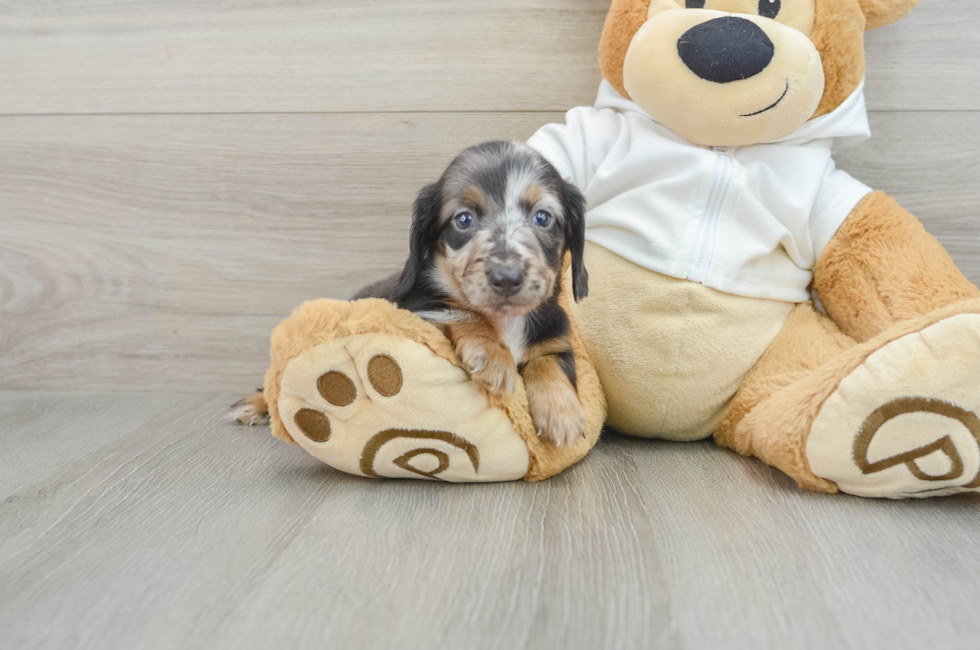 7 week old Dachshund Puppy For Sale - Lone Star Pups