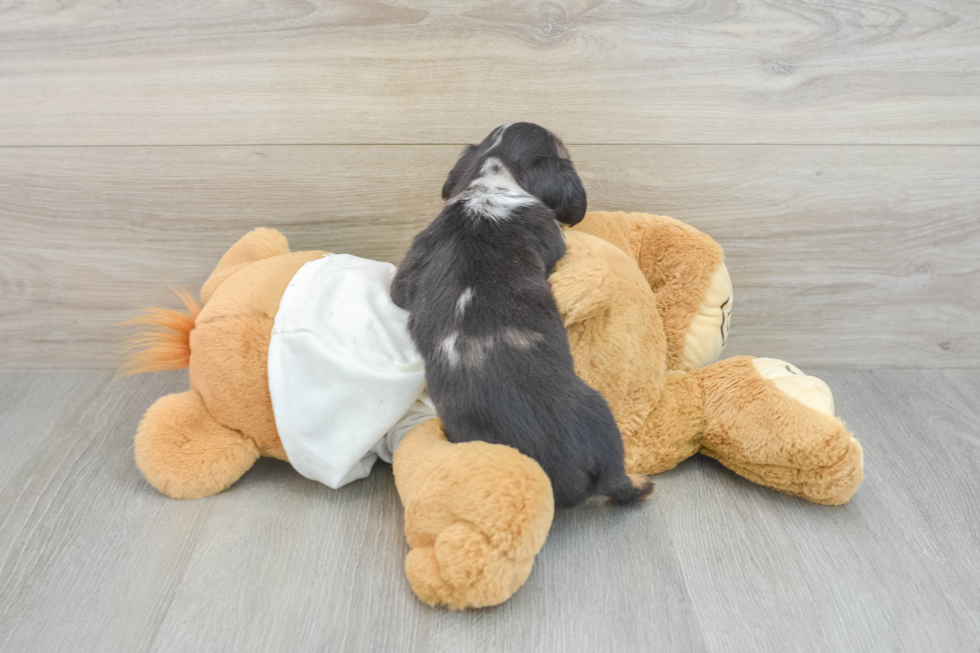 Cute Doxie Purebred Puppy