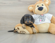 7 week old Dachshund Puppy For Sale - Lone Star Pups