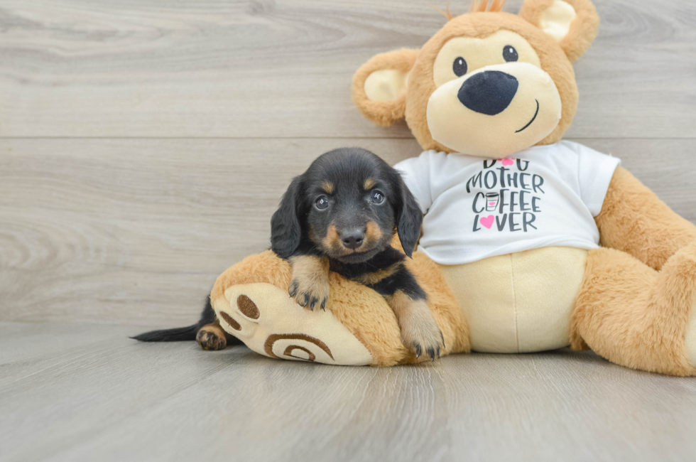 6 week old Dachshund Puppy For Sale - Lone Star Pups