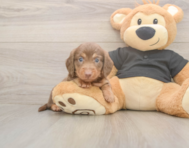 6 week old Dachshund Puppy For Sale - Lone Star Pups