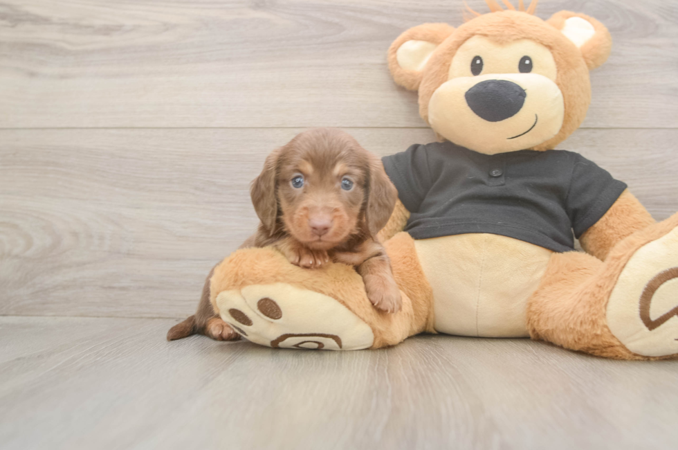 5 week old Dachshund Puppy For Sale - Lone Star Pups