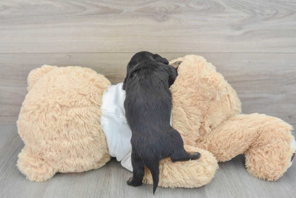 Cute Dachshund Baby
