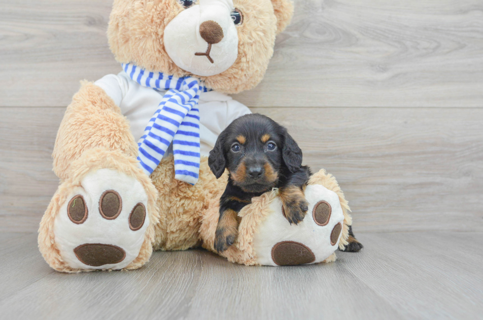 7 week old Dachshund Puppy For Sale - Lone Star Pups