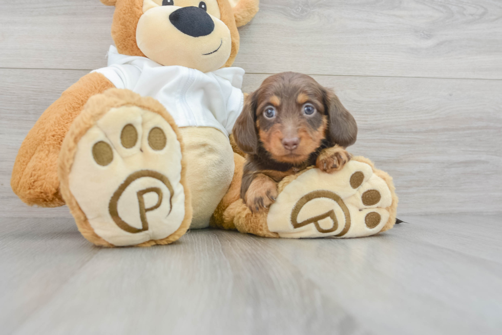 Cute Dachshund Purebred Pup