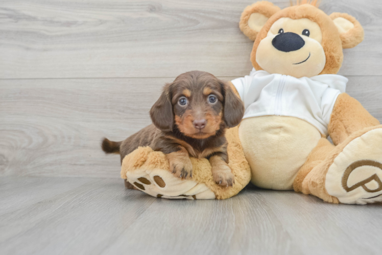 Dachshund Puppy for Adoption