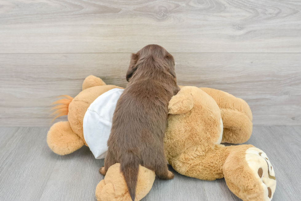 Cute Dachshund Purebred Pup