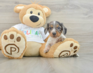 5 week old Dachshund Puppy For Sale - Lone Star Pups