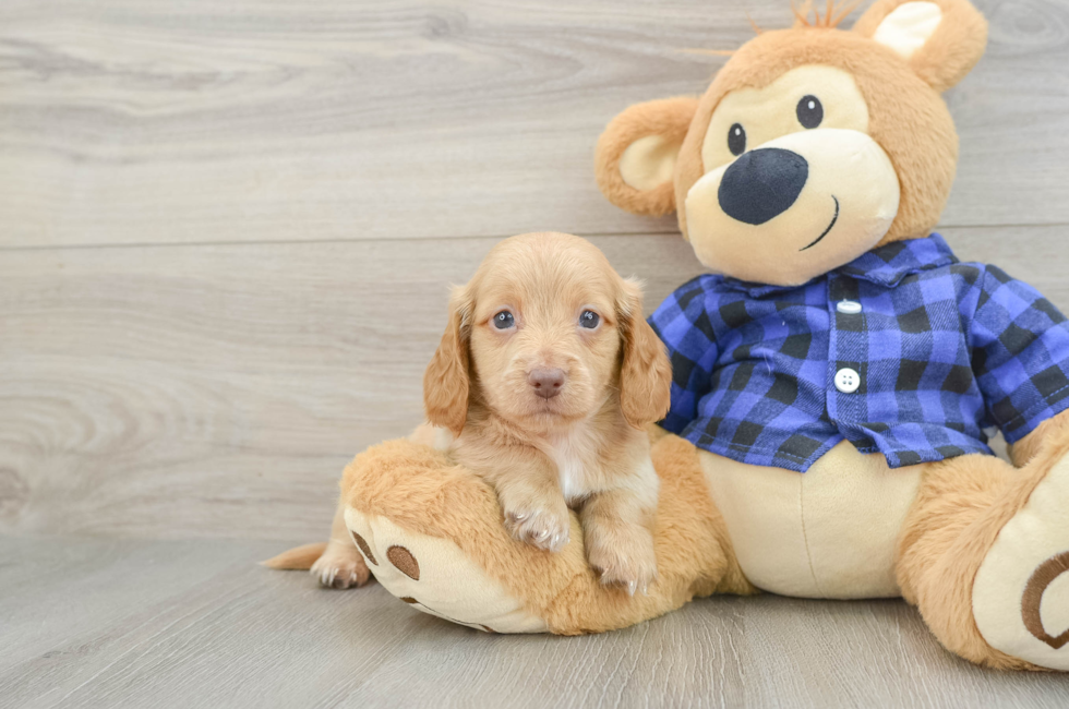 5 week old Dachshund Puppy For Sale - Lone Star Pups
