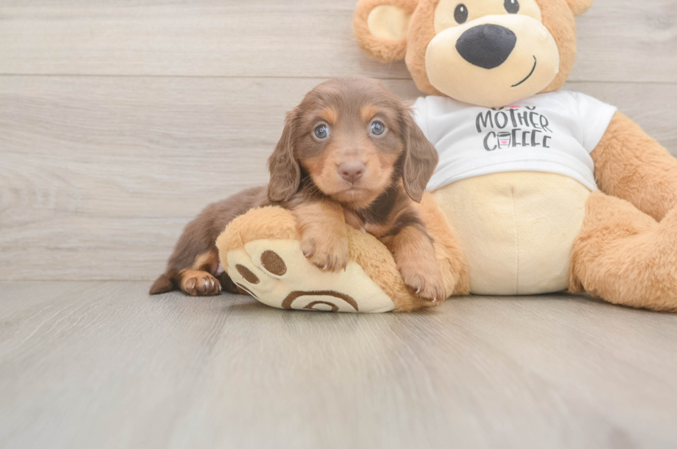 5 week old Dachshund Puppy For Sale - Lone Star Pups