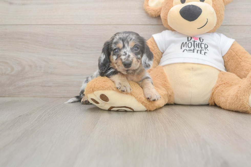 Meet Laddie - our Dachshund Puppy Photo  1/3 - Lone Star Pups Cute Dachshund Purebred Pup