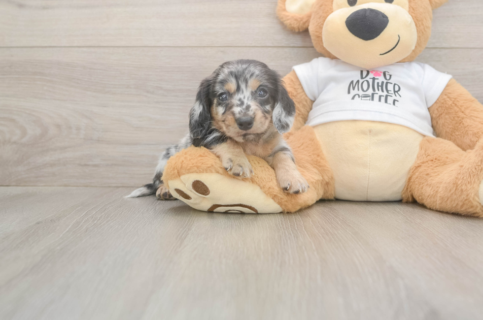 5 week old Dachshund Puppy For Sale - Lone Star Pups
