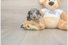 Meet Laddie - our Dachshund Puppy Photo  1/3 - Lone Star Pups Cute Dachshund Purebred Pup