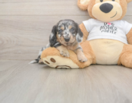 5 week old Dachshund Puppy For Sale - Lone Star Pups 5 week old Dachshund Puppy For Sale - Lone Star Pups