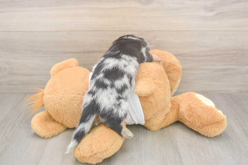 Meet Laddie - our Dachshund Puppy Photo  3/3 - Lone Star Pups Cute Dachshund Purebred Pup