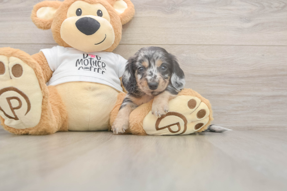 Meet Laddie - our Dachshund Puppy Photo  2/3 - Lone Star Pups Dachshund Pup Being Cute