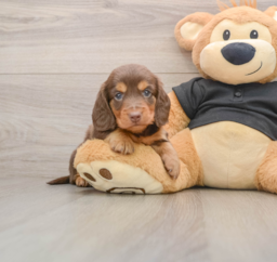 5 week old Dachshund Puppy For Sale - Lone Star Pups