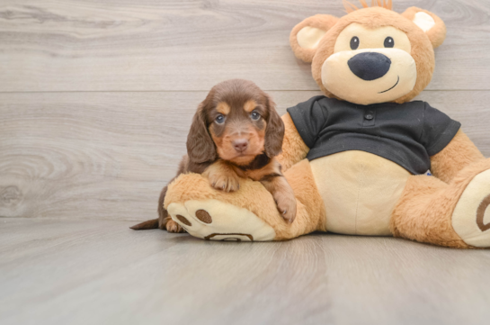 Cute Dachshund Purebred Pup