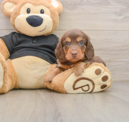 5 week old Dachshund Puppy For Sale - Lone Star Pups