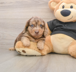 5 week old Dachshund Puppy For Sale - Lone Star Pups