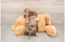 Cute Dachshund Baby