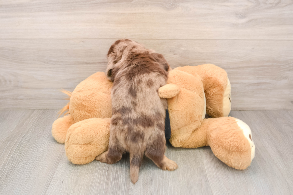 Cute Dachshund Baby