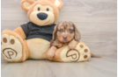 Dachshund Puppy for Adoption
