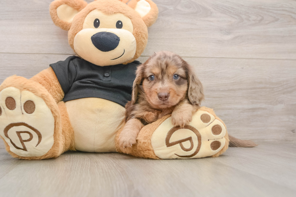 Dachshund Puppy for Adoption