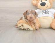 7 week old Dachshund Puppy For Sale - Lone Star Pups