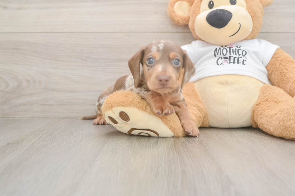 5 week old Dachshund Puppy For Sale - Lone Star Pups