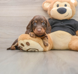 5 week old Dachshund Puppy For Sale - Lone Star Pups