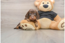 Cute Doxie Purebred Puppy