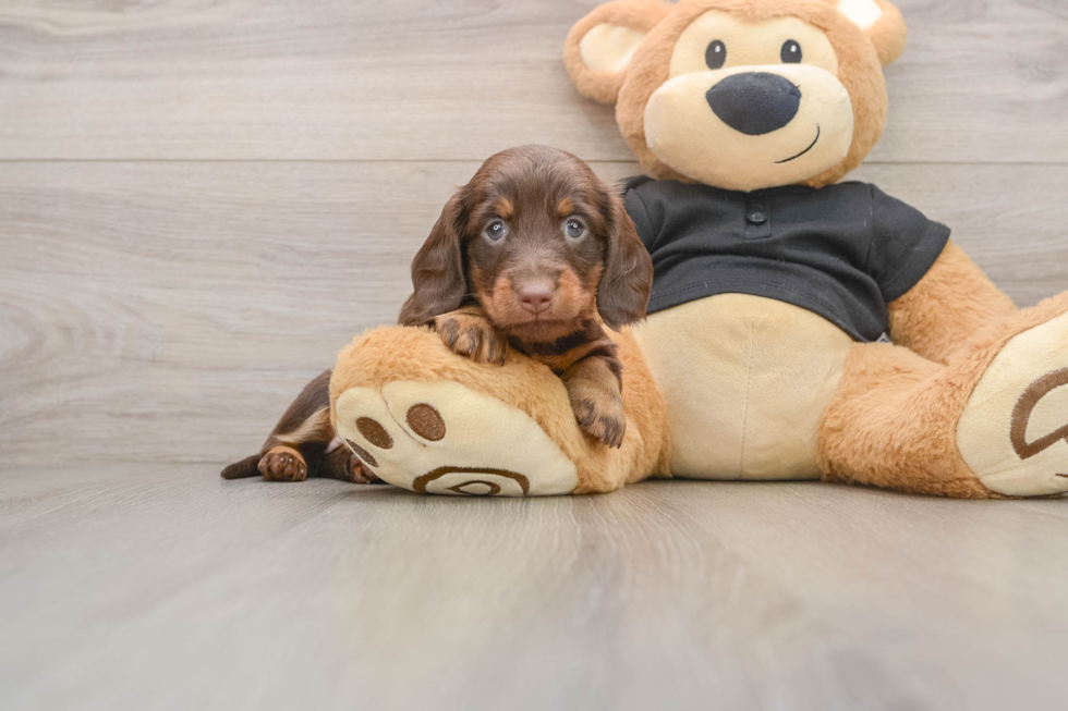Cute Doxie Purebred Puppy
