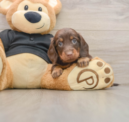5 week old Dachshund Puppy For Sale - Lone Star Pups