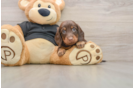 Dachshund Pup Being Cute
