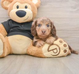 5 week old Dachshund Puppy For Sale - Lone Star Pups