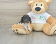 6 week old Dachshund Puppy For Sale - Lone Star Pups