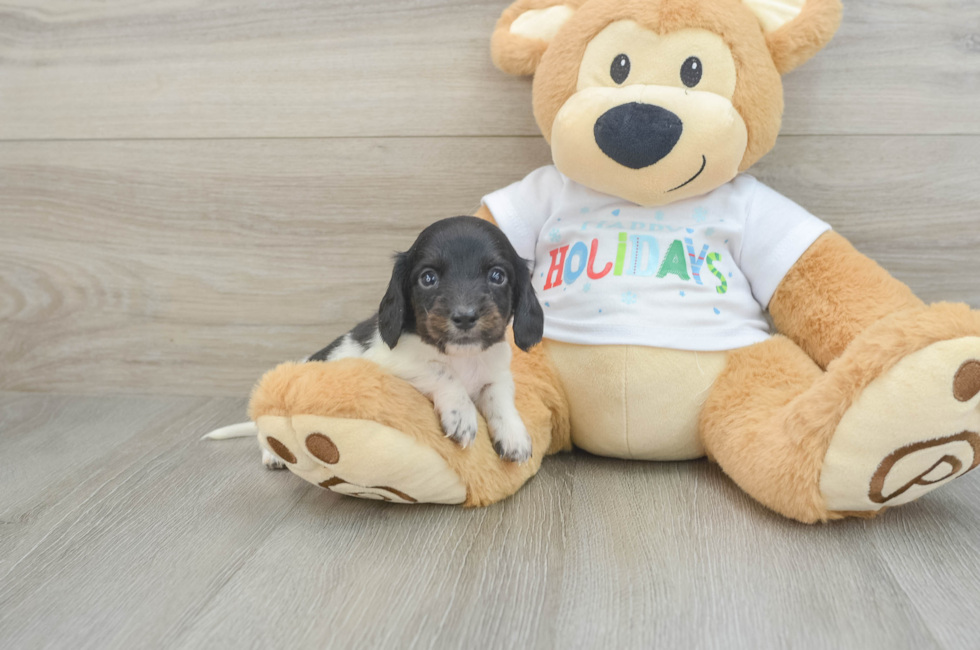 6 week old Dachshund Puppy For Sale - Lone Star Pups