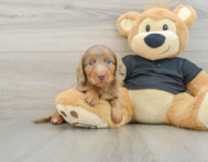 7 week old Dachshund Puppy For Sale - Lone Star Pups