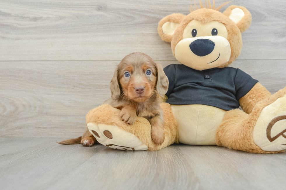 6 week old Dachshund Puppy For Sale - Lone Star Pups