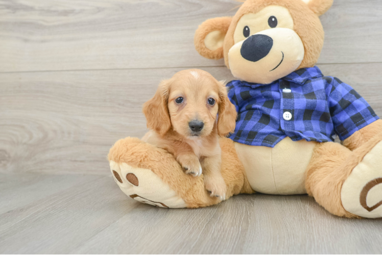 Cute Doxie Purebred Puppy