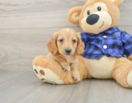 6 week old Dachshund Puppy For Sale - Lone Star Pups