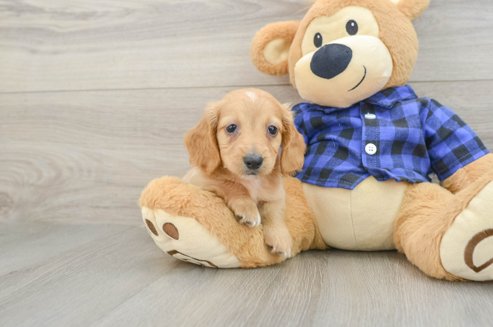 5 week old Dachshund Puppy For Sale - Lone Star Pups